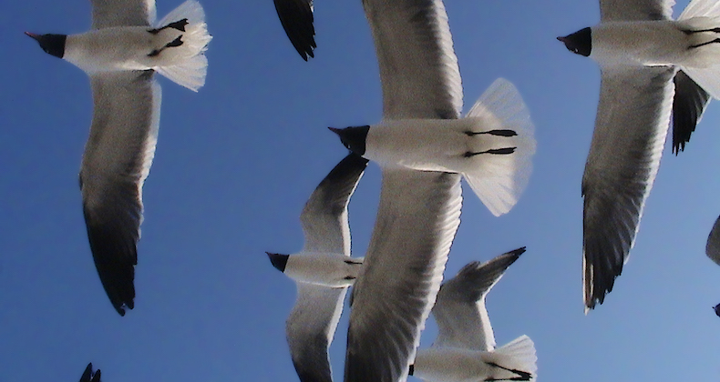 If we don’t all fly towards the same direction we’ll perish