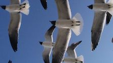 If we don’t all fly towards the same direction we’ll perish