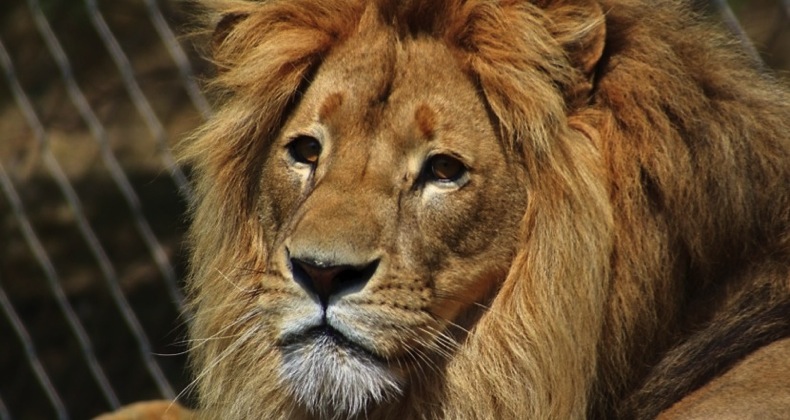 the lion king