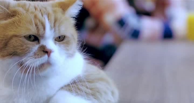 Cat remembers when they get joomla help