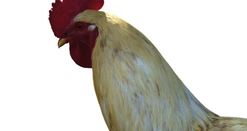 cockerel