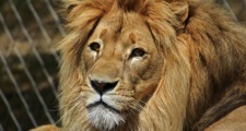 the lion king