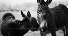dork or donkey