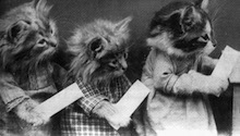 Cats registering on a web site
