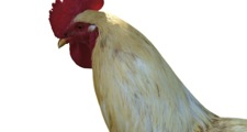cockerel