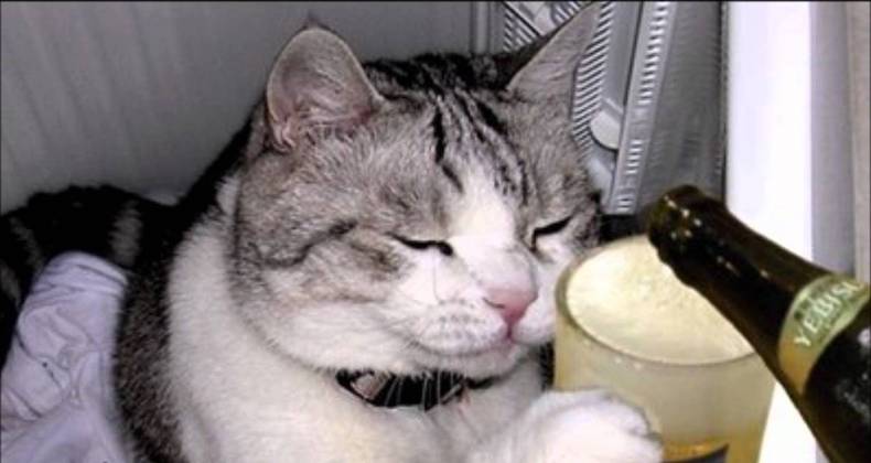 Drinking Cat