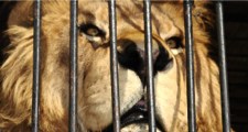 Into the lions den
