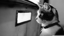 Cat waiting for a new joomla web site