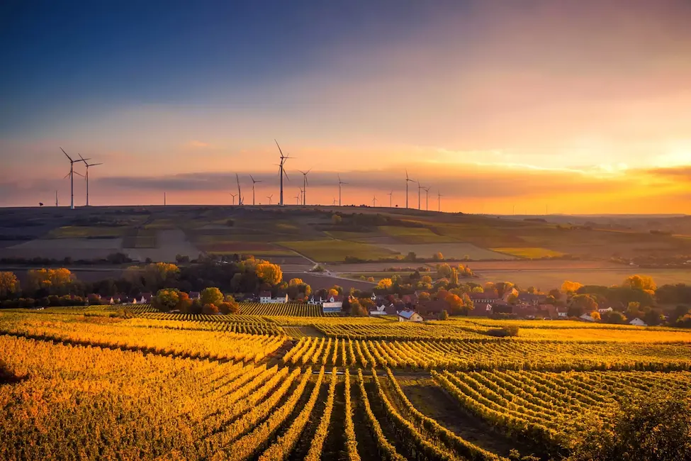 sunset over corn fields