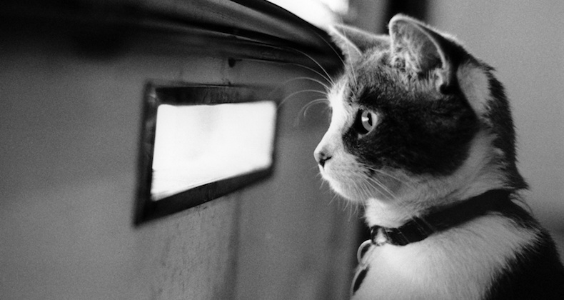 Cat waiting for a new joomla web site