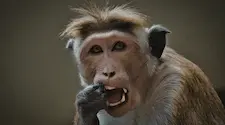 Close up of a macaque monkey with its mouth open